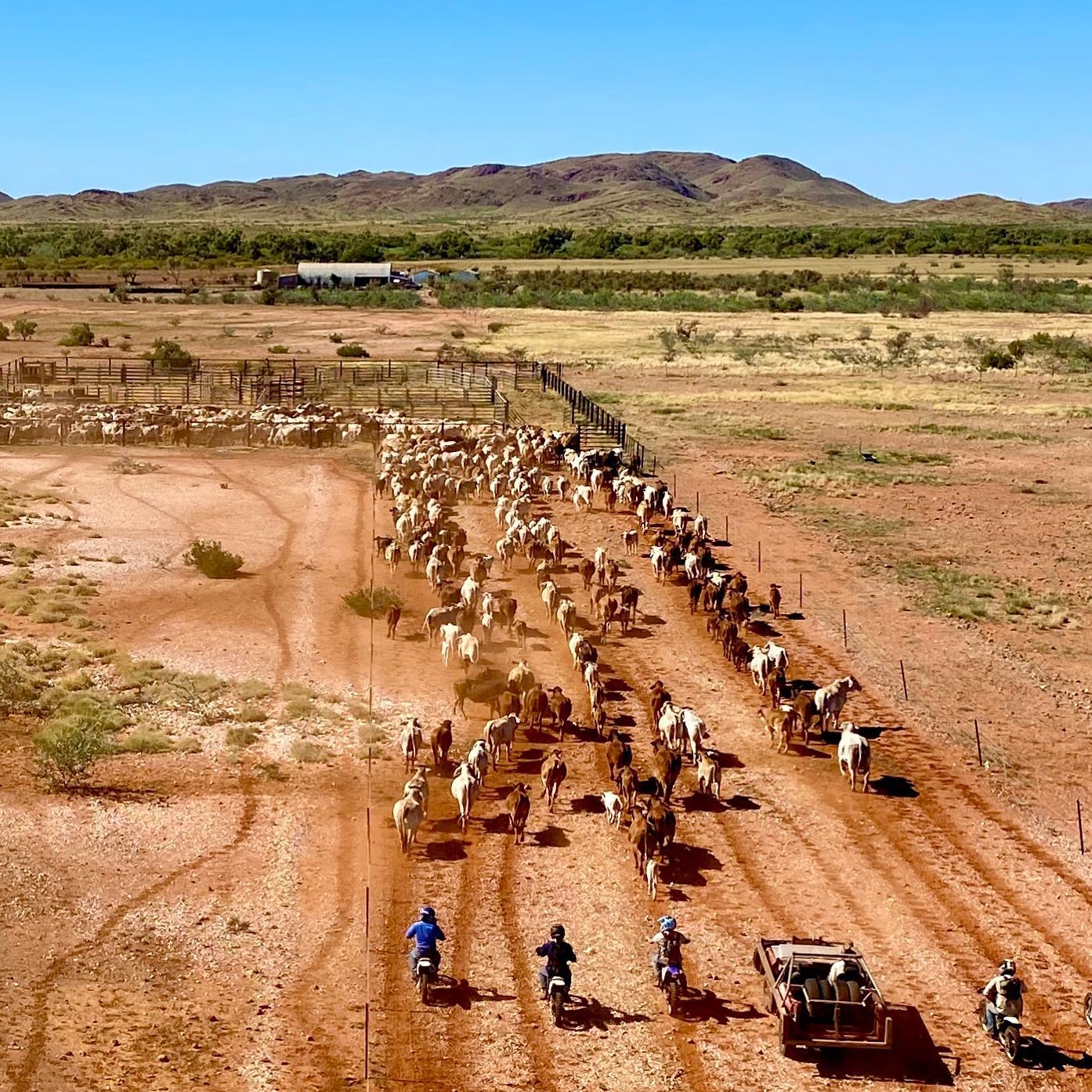 Aerial Mustering